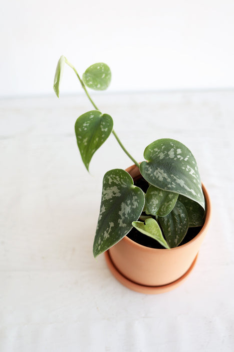 Satin Pothos Plant