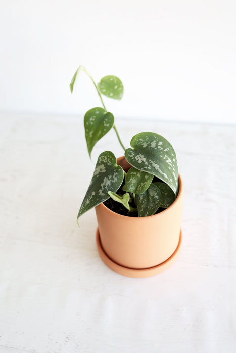 Satin Pothos Plant