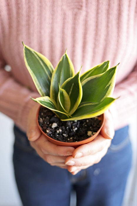 Bird's Nest Snake Plant | 4" Pot