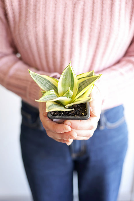 Golden Bird's Nest Snake Plant | 3" pot