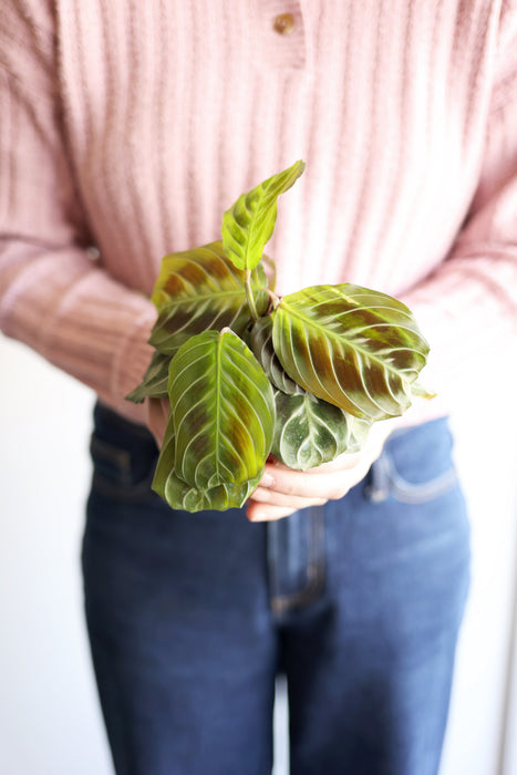 Black Cat Prayer Plant