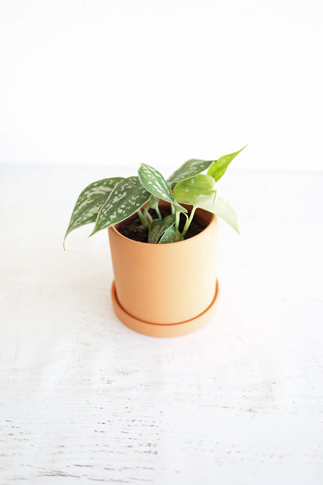 Satin Pothos Plant