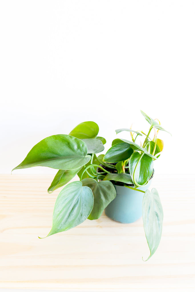 Heartleaf Philodendron– Highland Ridge Decor
