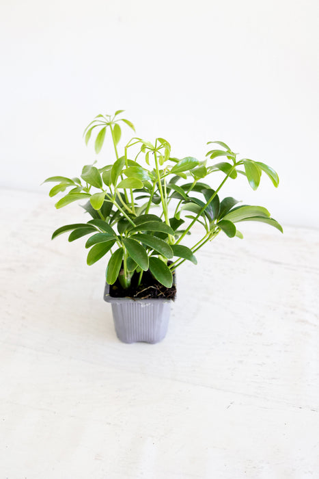 Dwarf Umbrella Plant (Schefflera Arboricola)