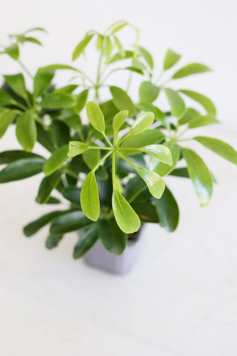 Dwarf Umbrella Plant (Schefflera Arboricola)