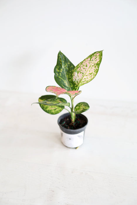 Aglaonema