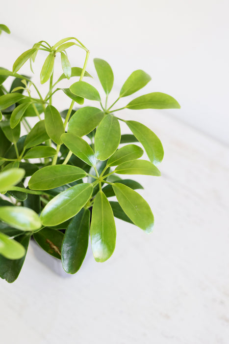 Dwarf Umbrella Plant (Schefflera Arboricola)