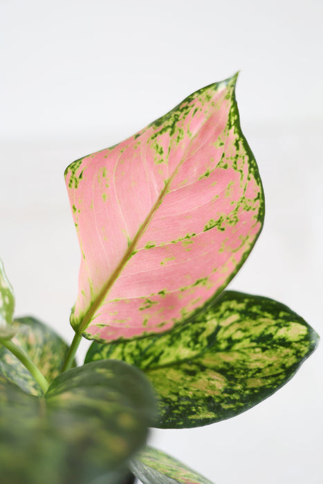 Aglaonema
