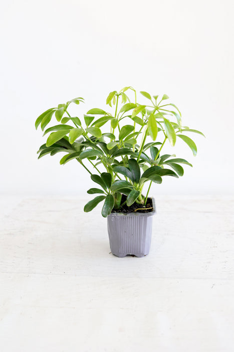 Dwarf Umbrella Plant (Schefflera Arboricola)