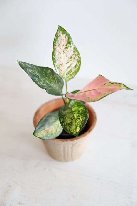 Aglaonema