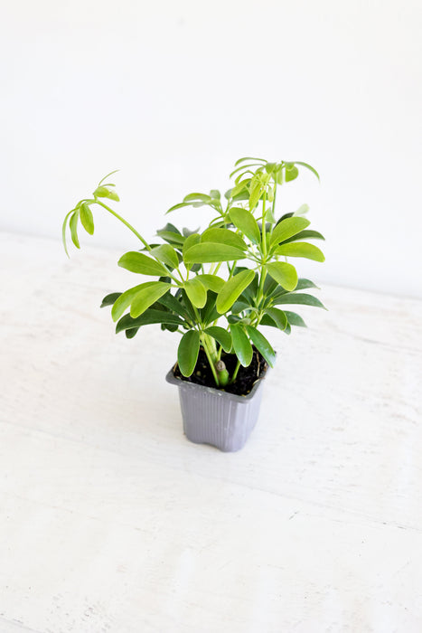 Dwarf Umbrella Plant (Schefflera Arboricola)