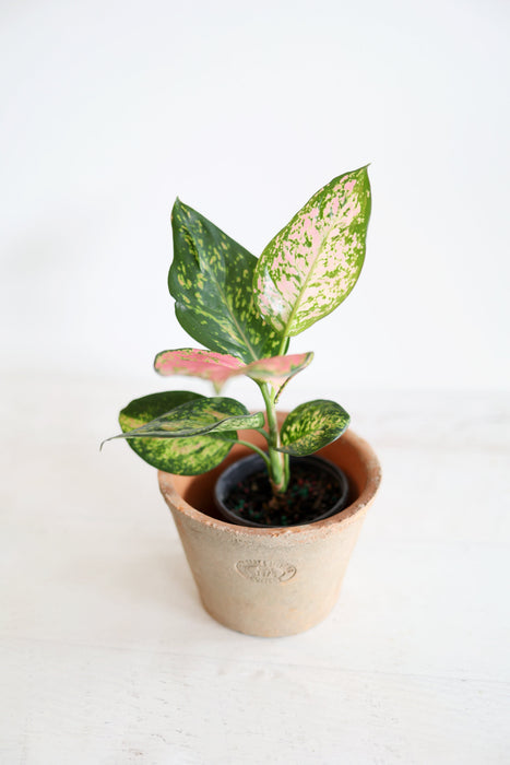 Aglaonema