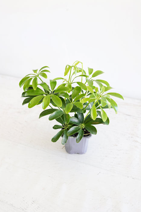 Dwarf Umbrella Plant (Schefflera Arboricola)
