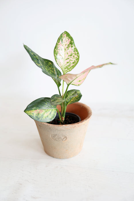 Aglaonema