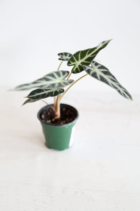 Alocasia 'Bambino'