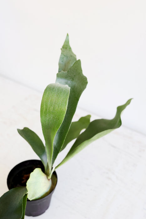 Staghorn Fern
