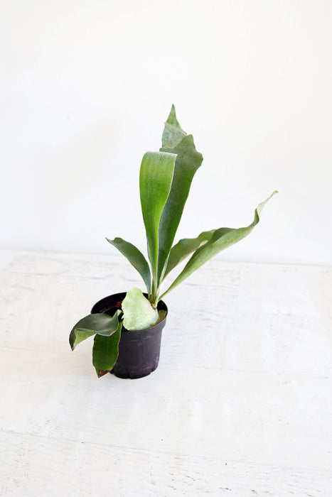 Staghorn Fern