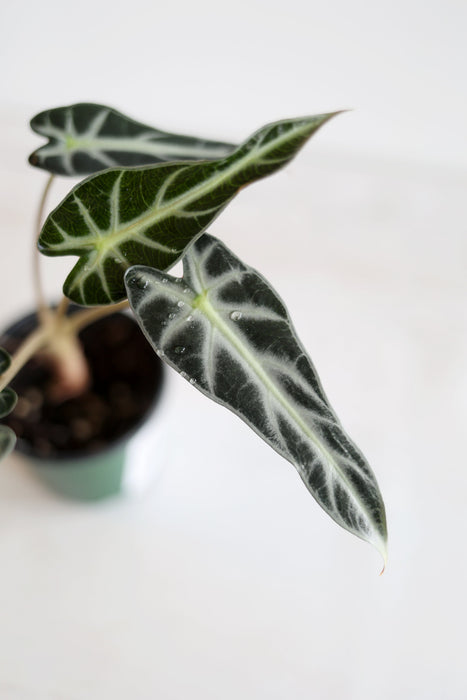 Alocasia 'Bambino'