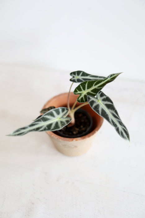 Alocasia 'Bambino'