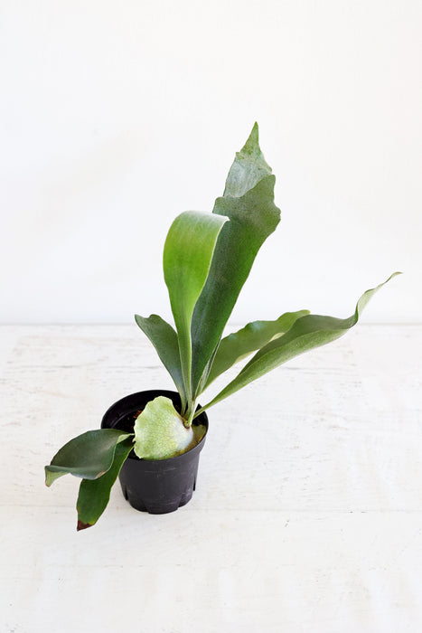 Staghorn Fern