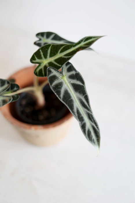 Alocasia 'Bambino'