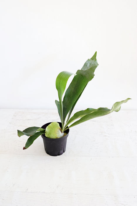 Staghorn Fern