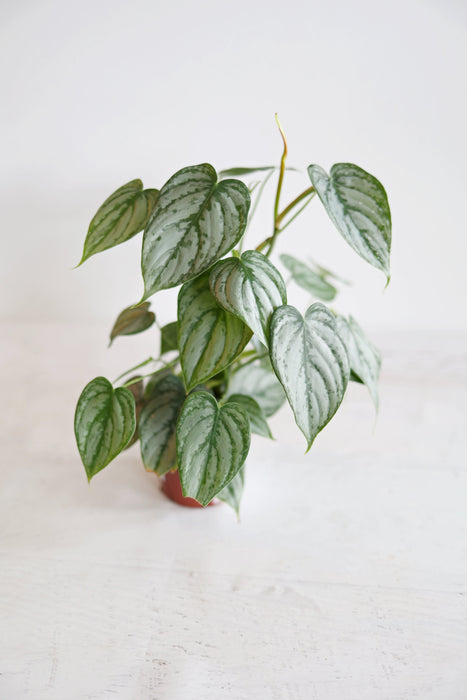 Scindapsus Pictus 'Exotica'