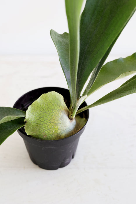 Staghorn Fern