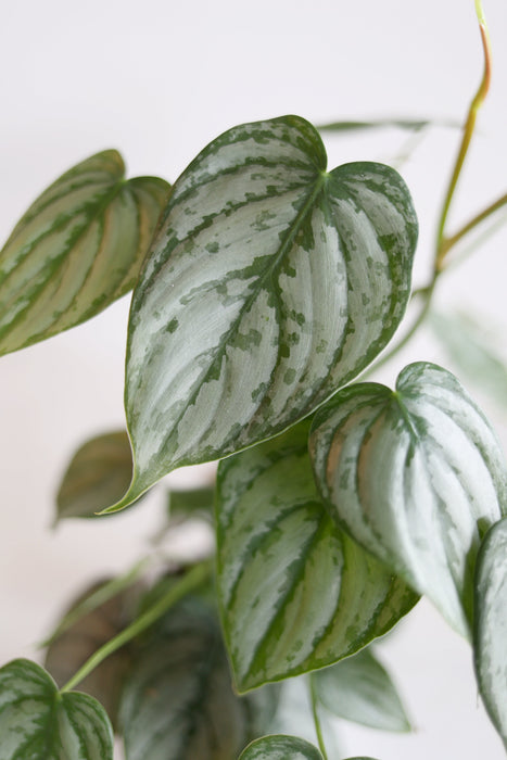 Scindapsus Pictus 'Exotica'