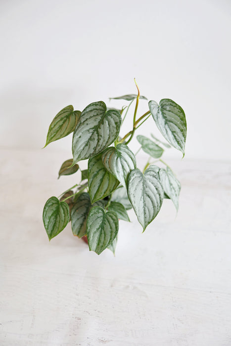 Scindapsus Pictus 'Exotica'