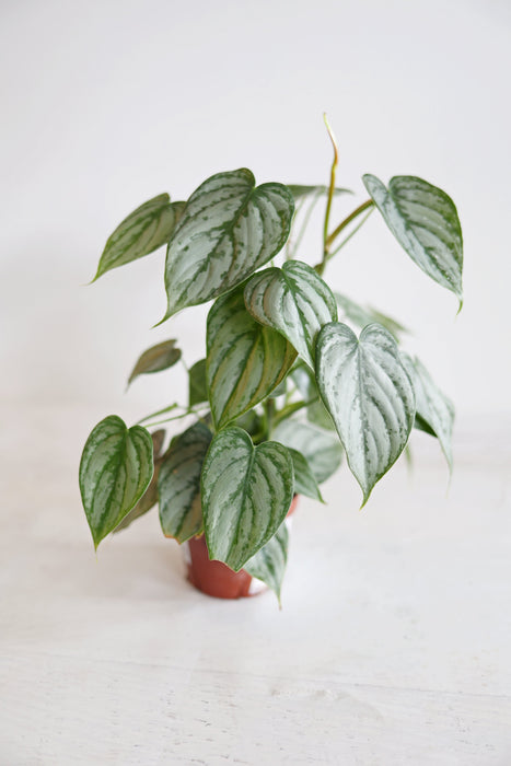 Scindapsus Pictus 'Exotica'