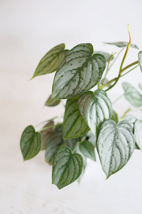 Scindapsus Pictus 'Exotica'