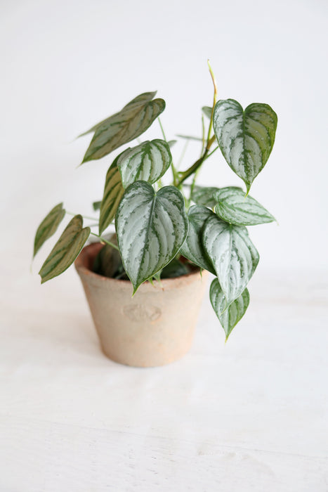Scindapsus Pictus 'Exotica'