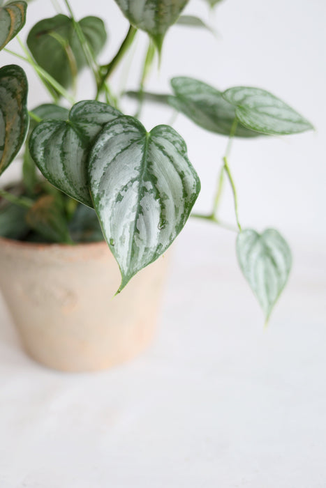Scindapsus Pictus 'Exotica'