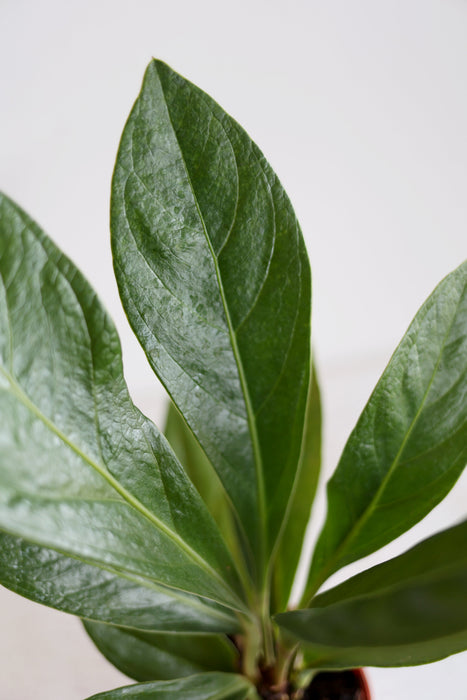 Anthurium Red Flag
