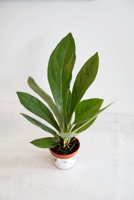 Anthurium Red Flag