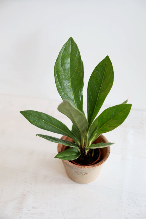 Anthurium Red Flag