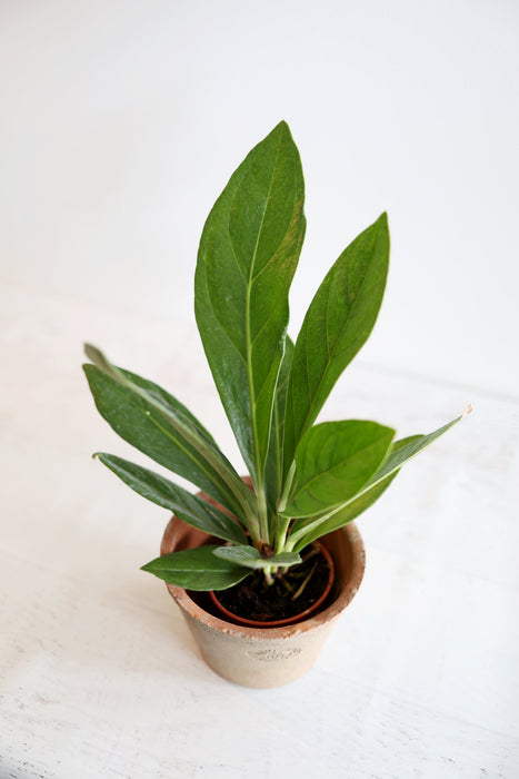 Anthurium Red Flag