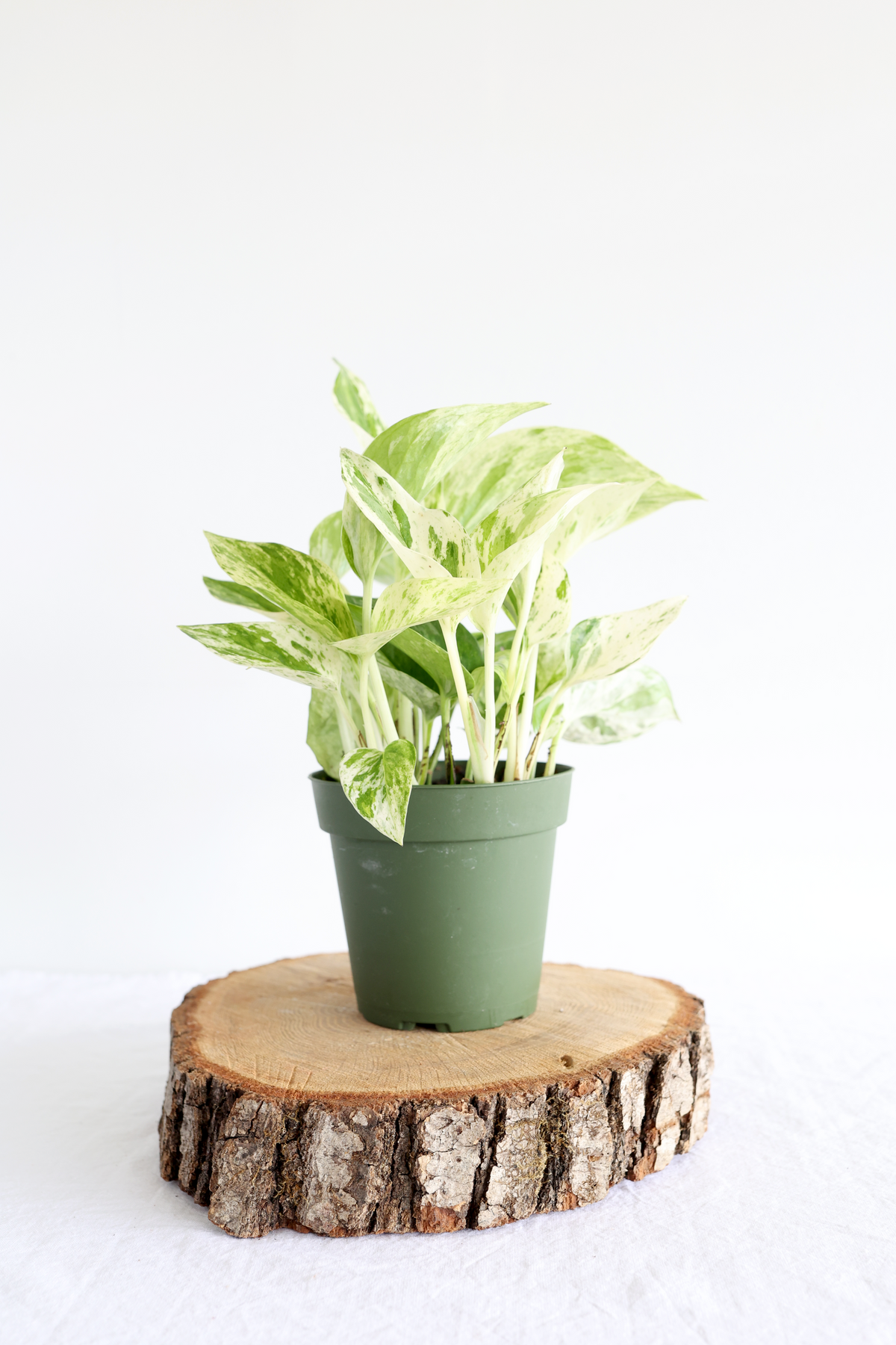 Marble Queen Pothos Plant– Highland Ridge Decor