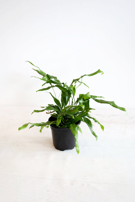 Kangaroo Paw Fern Plant