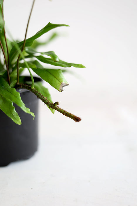 Kangaroo Paw Fern Plant