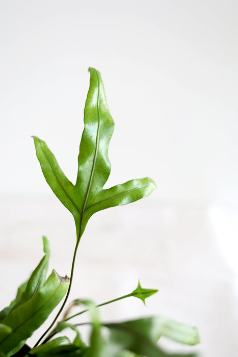 Kangaroo Paw Fern Plant