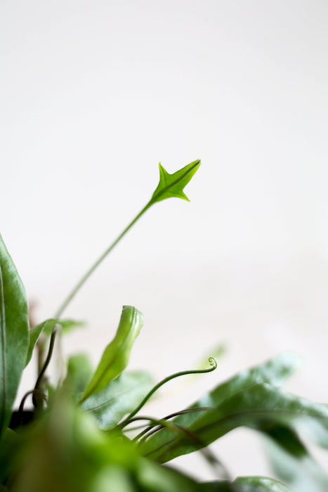Kangaroo Paw Fern Plant