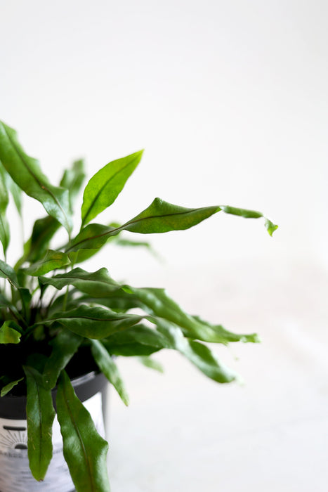 Kangaroo Paw Fern Plant