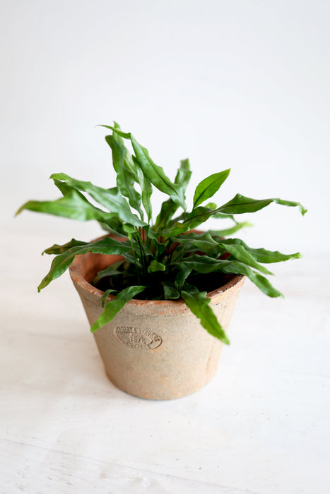 Kangaroo Paw Fern Plant