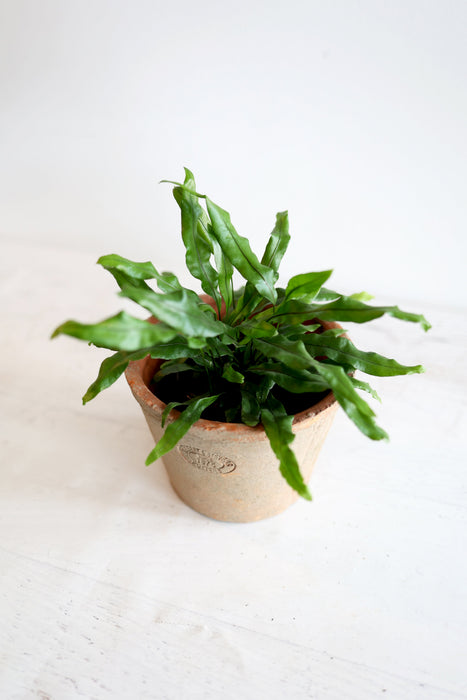 Kangaroo Paw Fern Plant