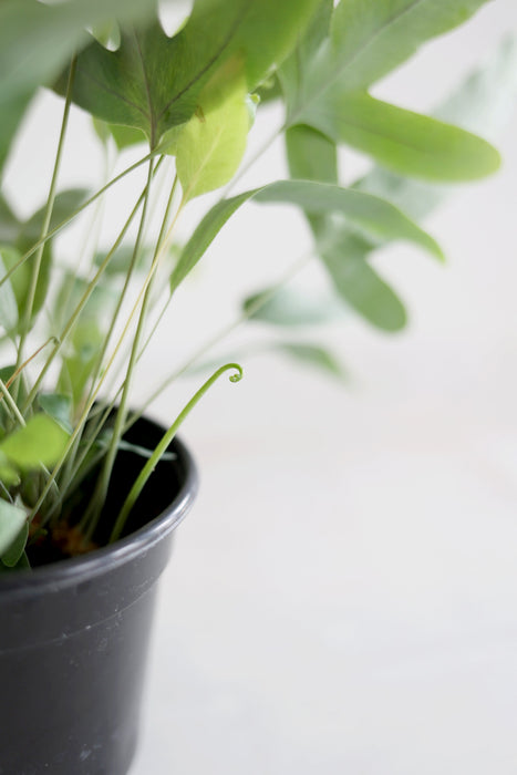 Boston Fern