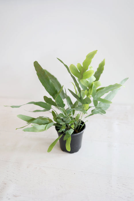 Boston Fern
