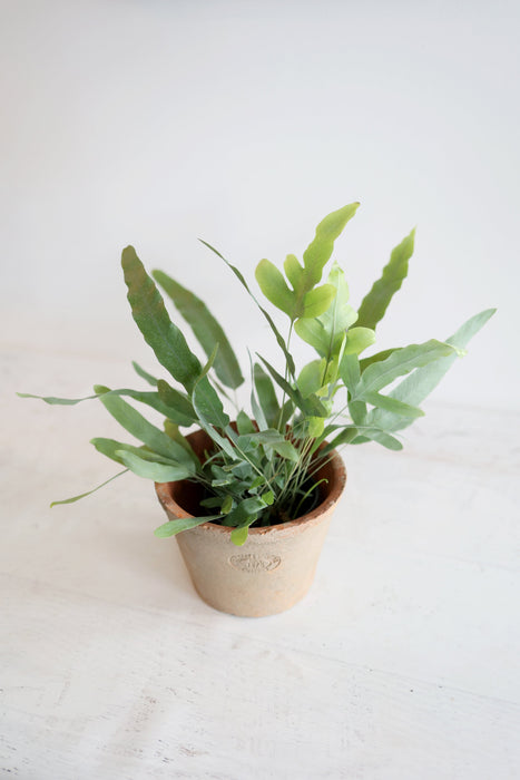 Boston Fern