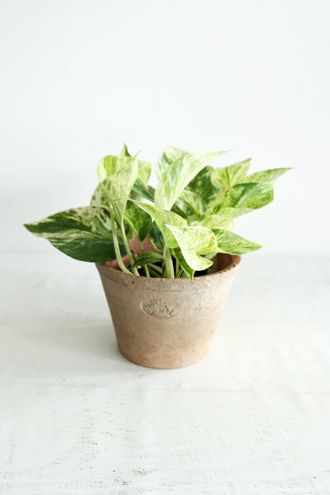 Snow Queen Pothos